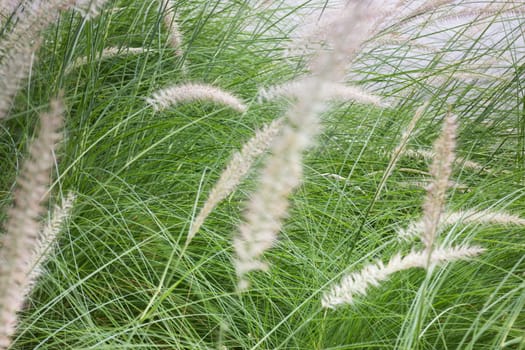 Grass flower background in nature, stock photo
