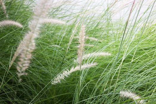 Grass flower background in nature, stock photo