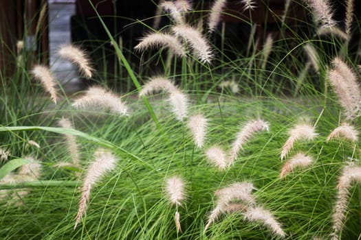 Grass flower background in nature, stock photo