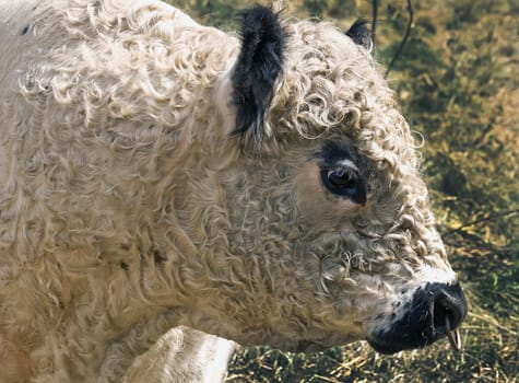 Galloway-Stier auf der Weide