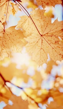 Yellow maple leaves fall in the sunlight. Golden autumn.