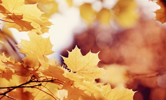 Branch with autumn yellow maple leaves lit with the sun. Golden autumn.