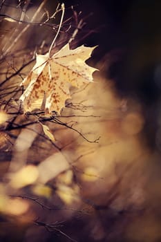 Lonely yellow-gold maple leaf on a branch late fall.