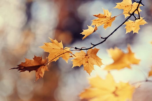 Branch of maple tree with autumn yellow leaves. Golden autumn.