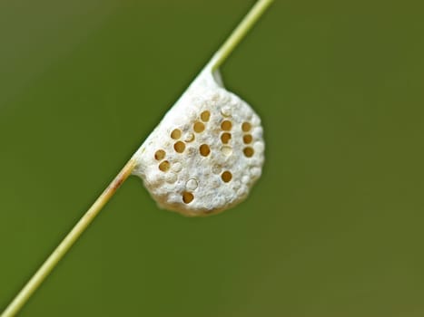 Brackwespe ( Diolcogaster sp.),Cocoon,Germany