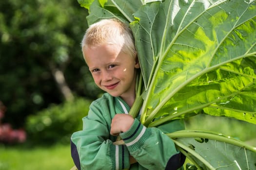 A little preschool boy who has harvest a great bunch of rhubarb in the garden on a sunny spring day. He wears a green jacket