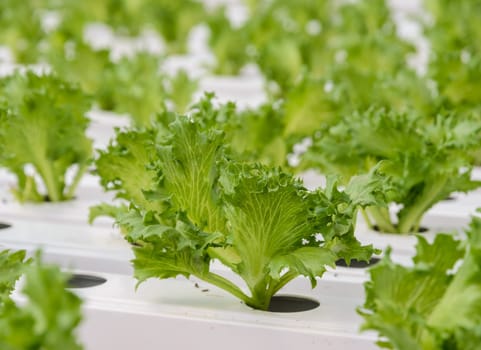 Hydroponic Fillie Iceburg leaf lettuce vegetables plantation in aquaponics system