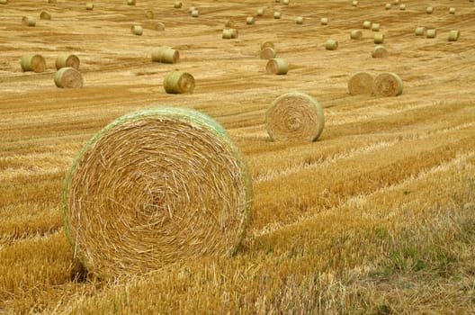 Field with straw bales