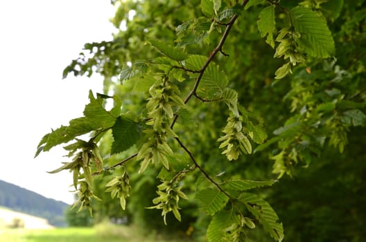 hornbeam