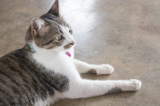 Cat lying down relaxing at home,stock photo