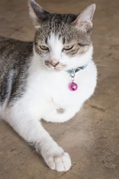 Cat lying down relaxing at home,stock photo