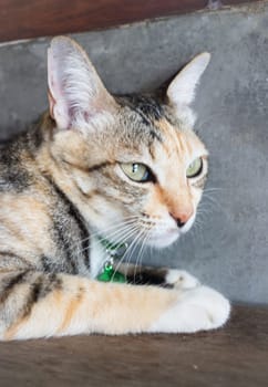 Cat lying down relaxing at home,stock photo
