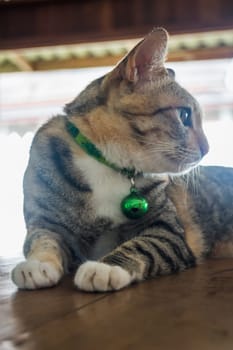 Cat lying down relaxing at home,stock photo