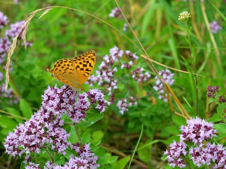 silver-washed fritillary