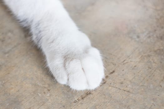 Relaxing cat's pawn at home, stock photo