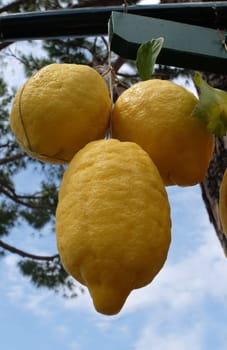 Lemons on sale