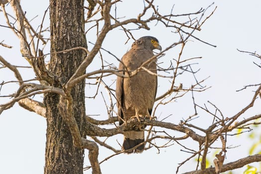 Crested Serpent Eagle Looking for Prey in Bandhavgarh National Park in India