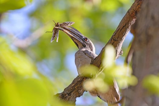 Indian Grey Hornbill with a Grasshopper in its Bill in Bandhavgarh National Park in India