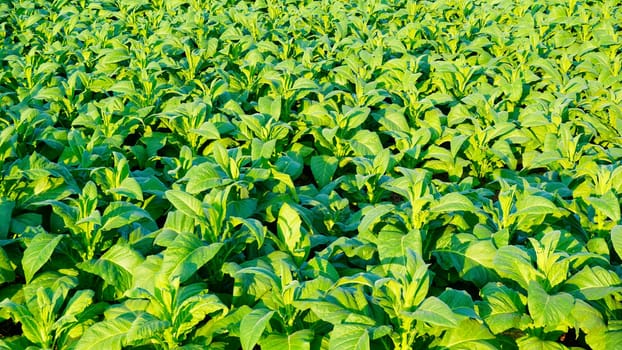 Tobacco farm agriculture harvest in thailand, asia
