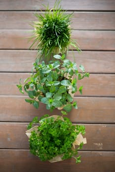 Herbal pots - chives,parsley,mint