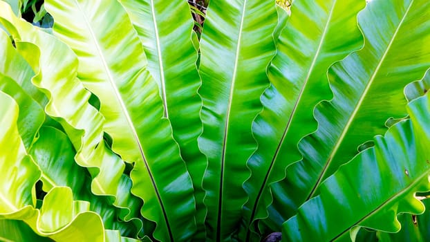 fern Asplenium nidus natural plant tropical