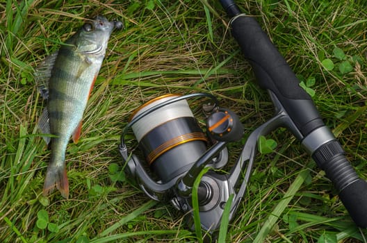 Perch on a spinning jig on the edible gum in the hands of the fisherman