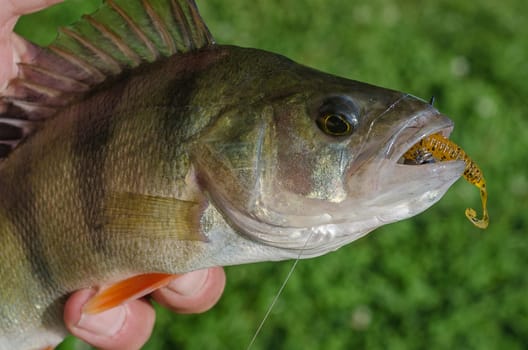 Perch on a spinning jig on the edible gum in the hands of the fisherman