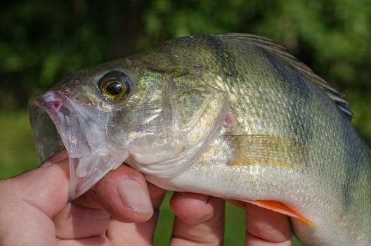 Perch on a spinning jig on the edible gum in the hands of the fisherman