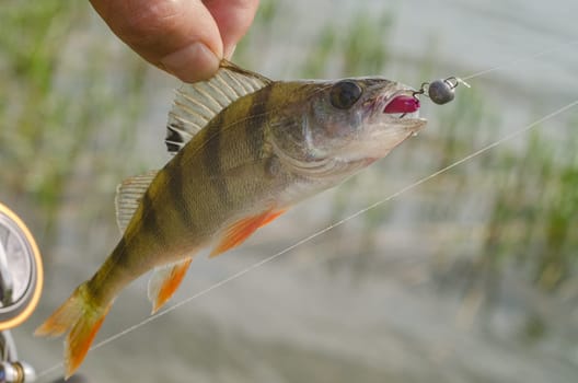 Perch on a spinning jig on the edible gum in the hands of the fisherman