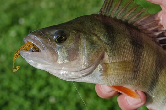 Perch on a spinning jig on the edible gum in the hands of the fisherman