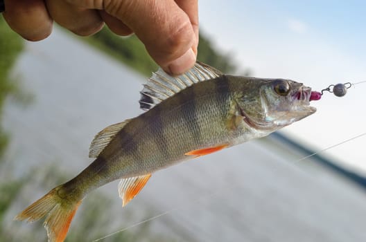 Perch on a spinning jig on the edible gum in the hands of the fisherman