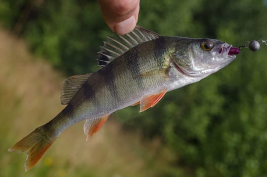 Perch on a spinning jig on the edible gum in the hands of the fisherman