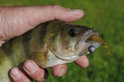 Perch on a spinning jig on the edible gum in the hands of the fisherman
