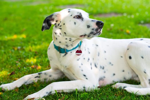 young Dalmatian dog in front of nature background