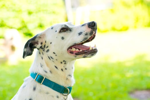 young Dalmatian dog in front of nature background