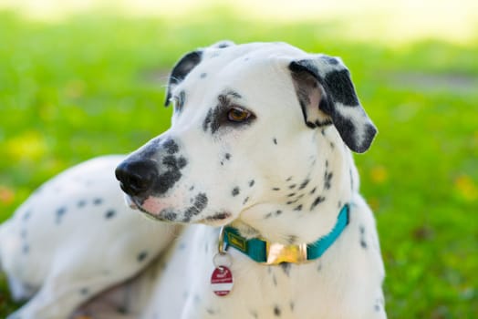 young Dalmatian dog in front of nature background