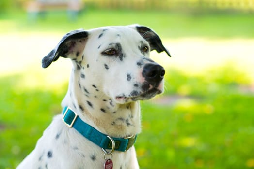 young Dalmatian dog in front of nature background