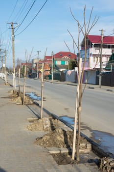 Walnut seedlings planted along the road