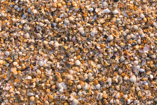 Background from small multi-colored sea shells