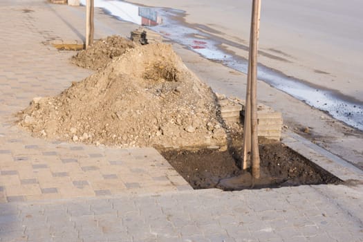 seedlings of trees along the road for landscaping