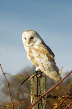 Beautiful Barn Owl on a Post During Sunset.