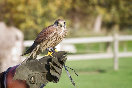 Trained hawk, used in the sport of falconry, stands perched on the trainer's gloved hand.