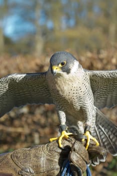 Trained Peregrine Falcon (Falco peregrinus), used in the sport of falconry, stands perched on the trainer's gloved hand.