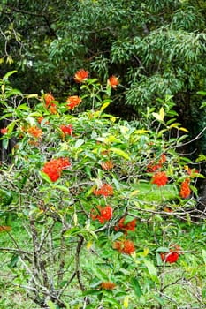 Flame tree, Peacook flower growing in cuba