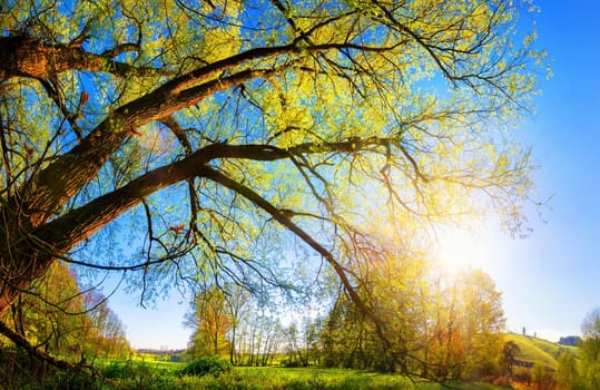Rural landscape with the morning sun shining through a beautiful old willow tree,blue sky in the background