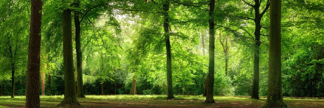 Fresh green trees in a beech forest with dreamy soft light,panorama format