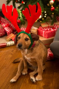 Shot of a dog dressed up as a Christmas reindeer.