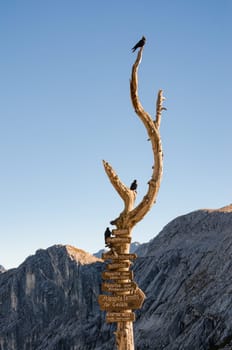 Wooden signpost with route arrows on dry wood tree with birds in German Bavarian Alps mountains on Alpspitze peak