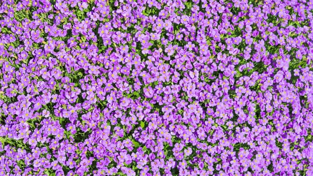 Floral background sunlight glade with a lot of small purple Aubrieta flowers