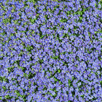 Square floral background with multiplicity wild small blue flowers of Aubrieta